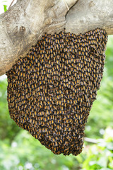 Swarm of royal bee clinging on tree