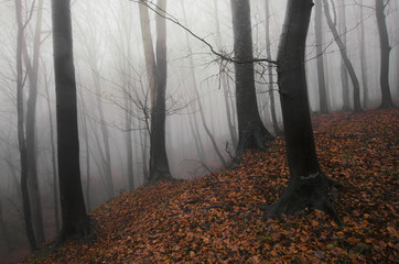 misty forest with colorful leaves on the ground