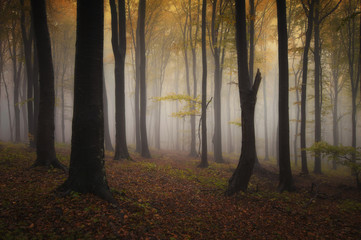 colorful autumn in a misty forest
