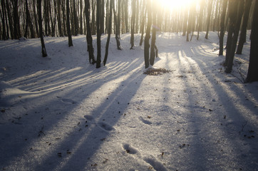 animal trail on snow at sunset in winter