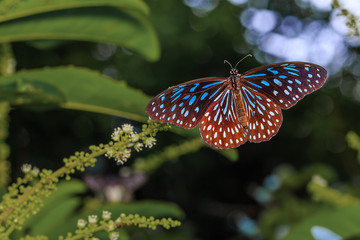 Fototapeta na wymiar Open wing of Dark Blue Tiger butterfly