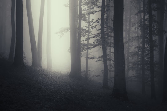 light beam in dark misty forest