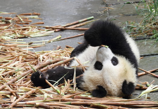 A panda cub fell on the ground, eat bamboo