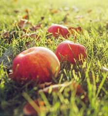 Ripe red apples in green grass
