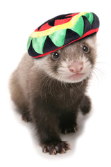 polecat ferret wearing reggae hat