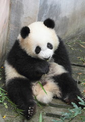 Obraz na płótnie Canvas A panda cub to sit down and eat bamboo