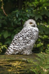 White snow owl