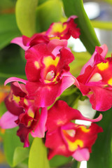 red-orange orchid flowers in the nature