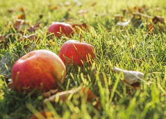 Ripe apple in green grass