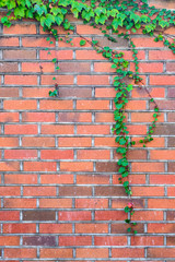 green leaf on brick wall