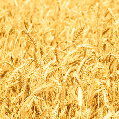 Ripe yellow ears of wheat