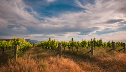 Selbstklebende Fototapeten neuseeländisches Weingut bei Blenheim unter dramatischem Himmel © creativenature.nl