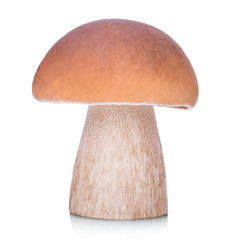 Raw boletus edulis isolated on white background