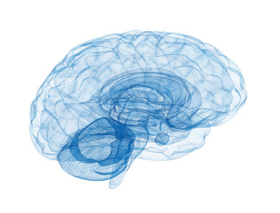 Brain wireframe model isolated on white background