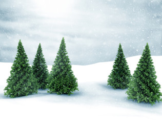 Obraz premium Winter scene snow and green pine trees