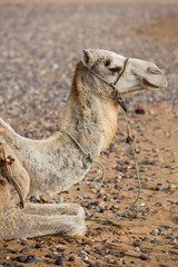 Camel on the beach in Morocco
