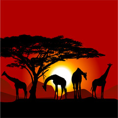 Naklejka na ściany i meble Silhouettes of giraffes on African sunset - savanna