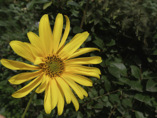Close Up of a beautiful yellow blossom