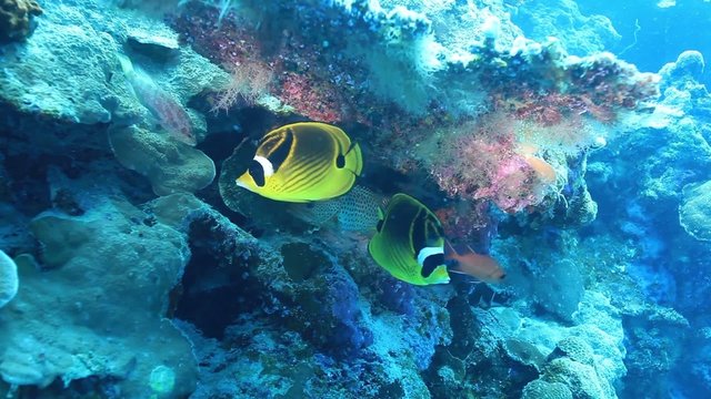 Butterflyfish in the coral reef