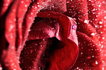 Red wet rose flower close-up. Valentines day, wedding etc