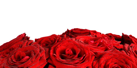 Red wet roses flowers isolated on white background.