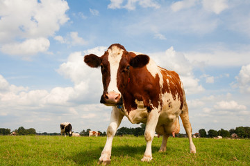 Fototapeta na wymiar Dutch cows