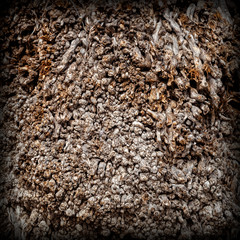 The structure of the cut roots  - vintage wood texture.
