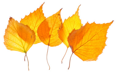 Yellow birch leaves isolated