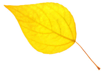 Yellow poplar leaf isolated