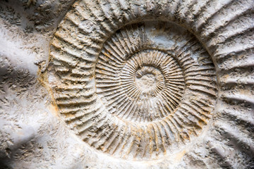 Close up of a prehistoric snail fossil © flavoredpixels