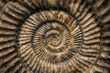 Close up of a prehistoric snail fossil © flavoredpixels