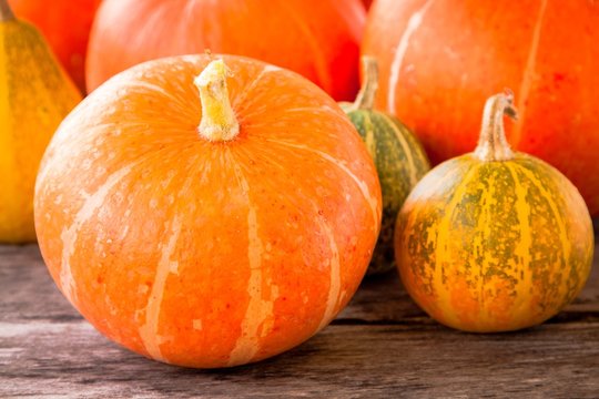 ripe organic colored pumpkins