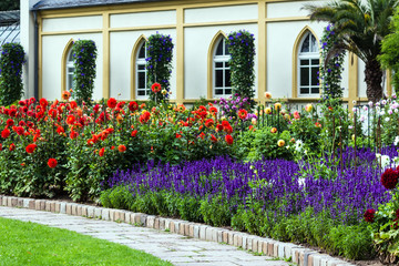 Fototapeta na wymiar Farbenfrohes Blumenbeet - Dahlien und wilder Salbei