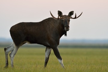 Moose bull walking in the sunset