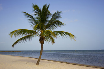 Obraz na płótnie Canvas Palm Tree in Key West