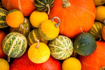ripe organic colored pumpkins as a background
