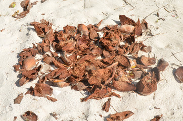 Coconut peel in the sand under the sun