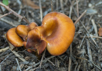Clitocybe renversé (lepista inversa)