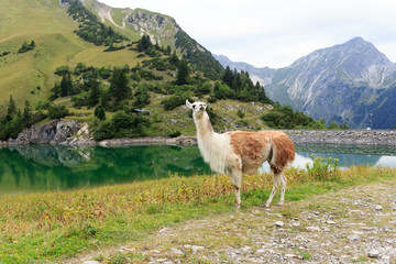Lama am Traualpsee mit Bergen © johannes86