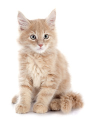 maine coon kitten