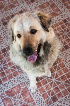 Illyrian Sheepdog sitting
