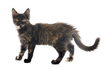 maine coon kitten