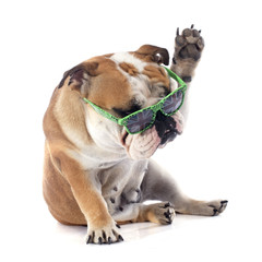 english bulldog