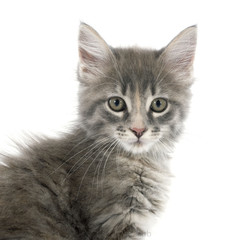 maine coon kitten