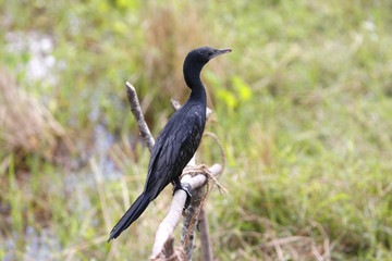 Kormoran