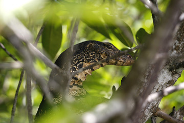 Sri Lanka, Strassenfotos