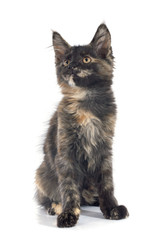 maine coon kitten