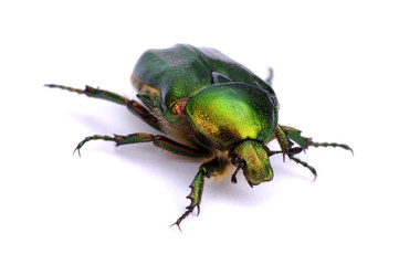 Green beetle