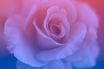 Close up of rose flowers in soft style for background