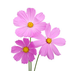 Fototapeta premium flower